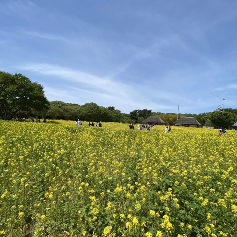 ひたち海浜公園菜の花